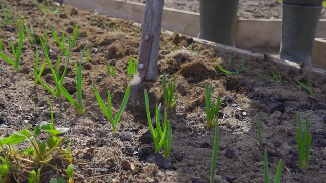 Caring for fresh growing green garlic in the garden in spring. Loosening the soil with a flat cutter