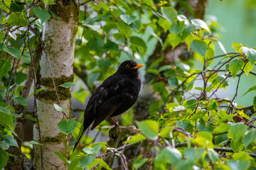 Amsel auf einem Birkenzweig