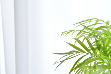 観葉植物　カーテン
