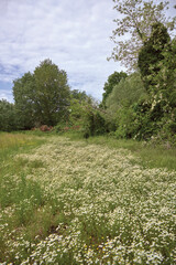 Obraz premium camomilla