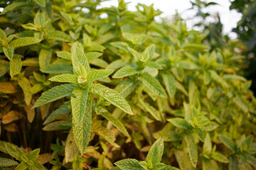 orchard mint peppermint plants © aitorserra