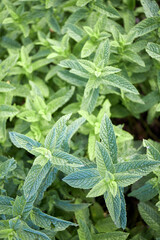 orchard mint peppermint plants © aitorserra