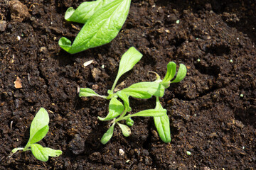 echium plant after set in brown wet soil in greenhouse