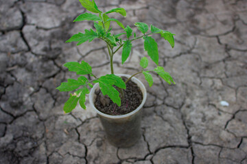 Plant a tomato in a plastic glass. 