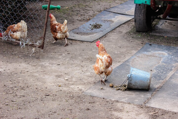 Chickens in a chicken coop in the countryside in the open air. Chickens on the farm on a sunny day. Chicken eats grain from a feeding trough. Homemade rural chickens