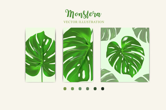 Monstera plant leaf from tropical forests crop in picture Can be used for greeting cards, flyers, invitations, web design, to everything