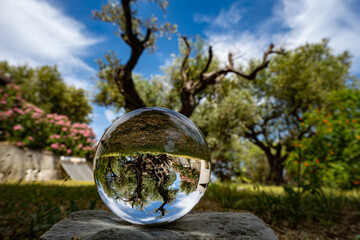 Olivenbaum in Glaskugel