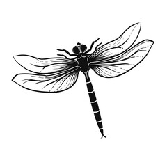Hand drawn sketch black and white flying insect dragonfly. Vector illustration. Elements in graphic style label, card, sticker, tattoo, package. Engraved style.