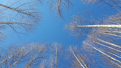 Fototapeta na wymiar trees and clear blue sky