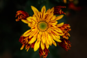 Macro orange chrysanthemums in the garden. Abstract background closeup of the petals of chrysanthemum. Autumn flower background. The coral shade of chrysanthemum. Selective focus. Blurred background