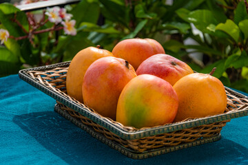 Mango fruits in a basket