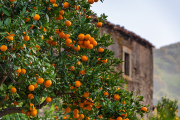 orange tree with oranges in the countryside of Sicily 