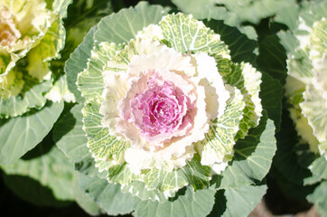 Obraz na płótnie Canvas White cabbage has a pink center.