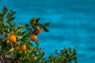 orange tree on blue background sky