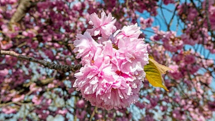 Cherry blossom in spring in the Netherlands
