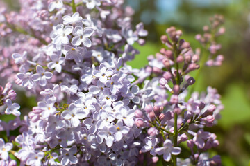 Beautiful lilac blooms in the spring in the garden. Soft purple floral background in the warm rays of the sun. The concept of spring, romance, and lightness. A sprig of lilac in selective focus