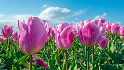 Blossoming purple tulips in the countryside from the Netherlands