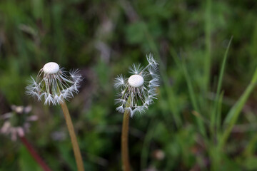Dandelion white seeds closeup on blurry grass background