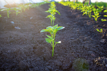 Pepper seedling planted in a row in the garden. 