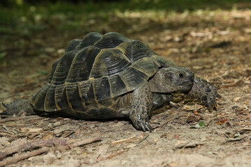 Turtle, Testudo graeca on the forest ground