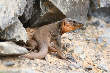 Gran canaria giant lizard, Gallotia stehlini