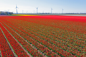 Wind turbines and tulip fields in the countryside from the Netherlands
