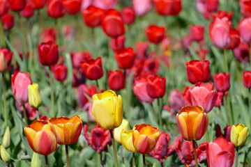 Fototapeta premium bunt blühendeTulpen, (Tulipa), Blumenbeet, Deutschland