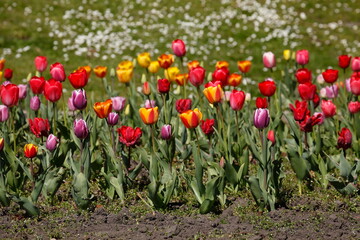 bunt blühendeTulpen,  (Tulipa), Blumenbeet, Deutschland