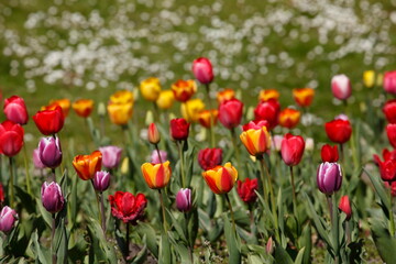 bunt blühendeTulpen,  (Tulipa), Blumenbeet, Deutschland