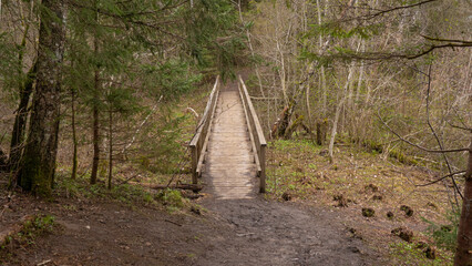 old bridge in the forest