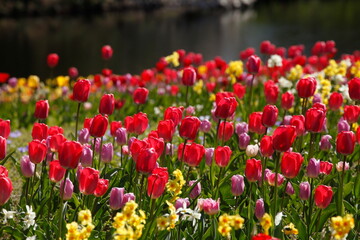 bunt blühendeTulpen,  (Tulipa), Blumenbeet, Deutschland