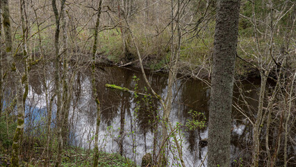 wellhead in the forest