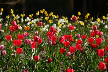Fototapeta premium bunt blühendeTulpen, (Tulipa), Blumenbeet, Deutschland