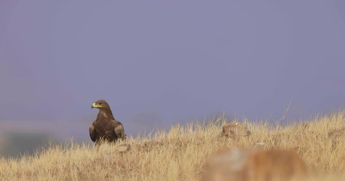 Steppe Eagle Take Off On Grassy Field At Daytime. - close up, slow motion