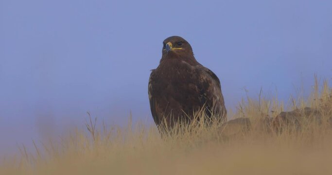 A Watchful Steppe Eagle (Aquila nipalensis) Waiting For Its Prey In The Field. - close up
