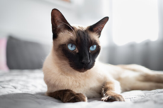 siamese cat with blue eyes on the bed