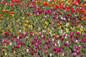 bunt blühendeTulpen,  (Tulipa), Blumenbeet, Deutschland