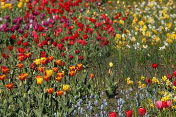 bunt blühendeTulpen,  (Tulipa), Blumenbeet, Deutschland