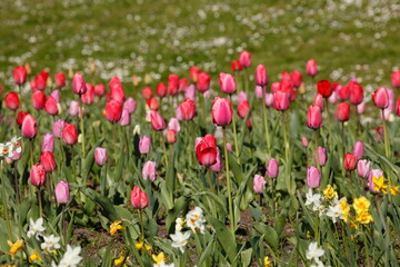 Fototapeta premium bunt blühendeTulpen, (Tulipa), Blumenbeet, Deutschland
