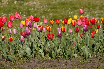 bunt blühendeTulpen,  (Tulipa), Blumenbeet, Deutschland