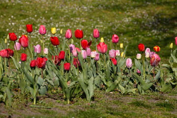 bunt blühendeTulpen,  (Tulipa), Blumenbeet, Deutschland