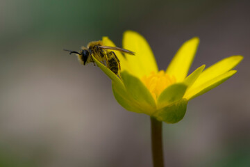 a European or western honey bee sits on a yellow flower, Ficaria verna. bee collects nectar on yellow meadow flowers. Insect in the wild. Close-up, sunny spring day. space for text