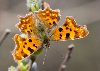 A butterfly Polygonia c-album on pussy-willow branches with catkins, spring background. butterfly on a willow branch. macro nature. beautiful orange moth on a tree branch. insect close-up