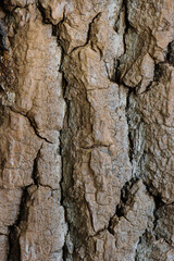 Tree bark texture. natural background, bark close-up. old tree, bark structure. macro photo. tree, log, natural tree bark log pattern texture background