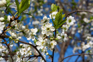 Blooming plum tree against the sky