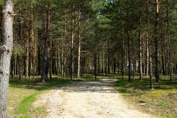 Obraz premium Road to the forest
