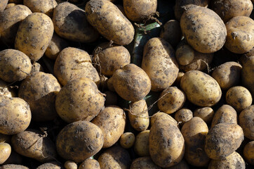 Potato fruits are dried under the sun in close-up during the digging season