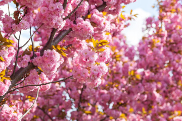 Japanese cherry or sakura tree blossom in a city park, beautiful photo of spring cityscape on a spring day