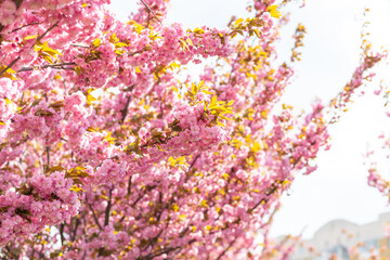 Japanese cherry or sakura tree blossom in a city park, beautiful photo of spring cityscape on a spring day