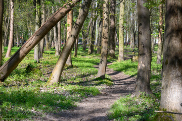 Lviv city spark in the early spring season